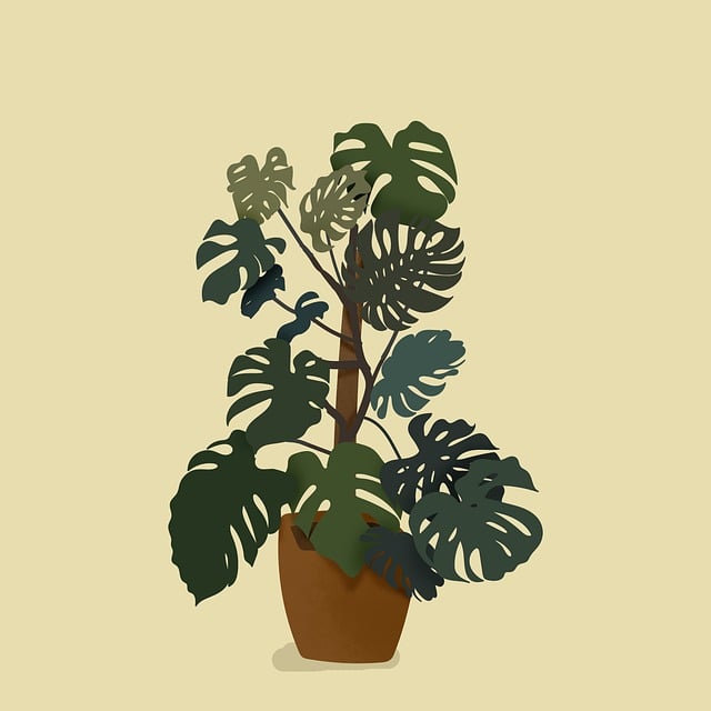 monstera v květináči